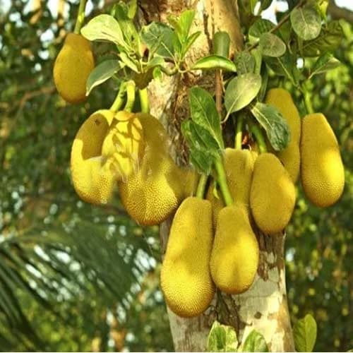 https://tradewindsblobproduction.blob.core.windows.net/tradewinds-static/product_image/1696149461-jackfruit-tree-500x500.webp