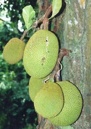 https://tradewindsblobproduction.blob.core.windows.net/tradewinds-static/product_image/1696149480-Jackfruit.webp