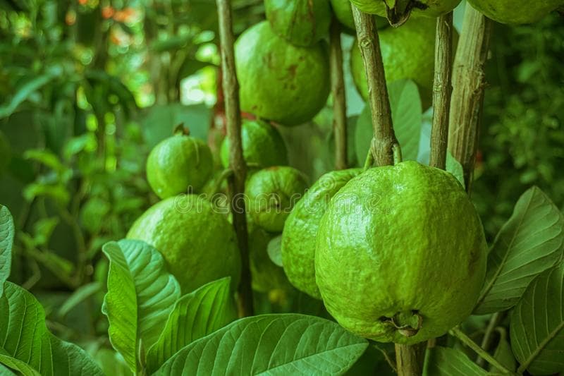 https://tradewindsblobproduction.blob.core.windows.net/tradewinds-static/product_image/1696163165-green-guava-fruit-hanging-tree-agriculture-farm-bangladesh-harvesting-season-very-tested-158524729.jpg