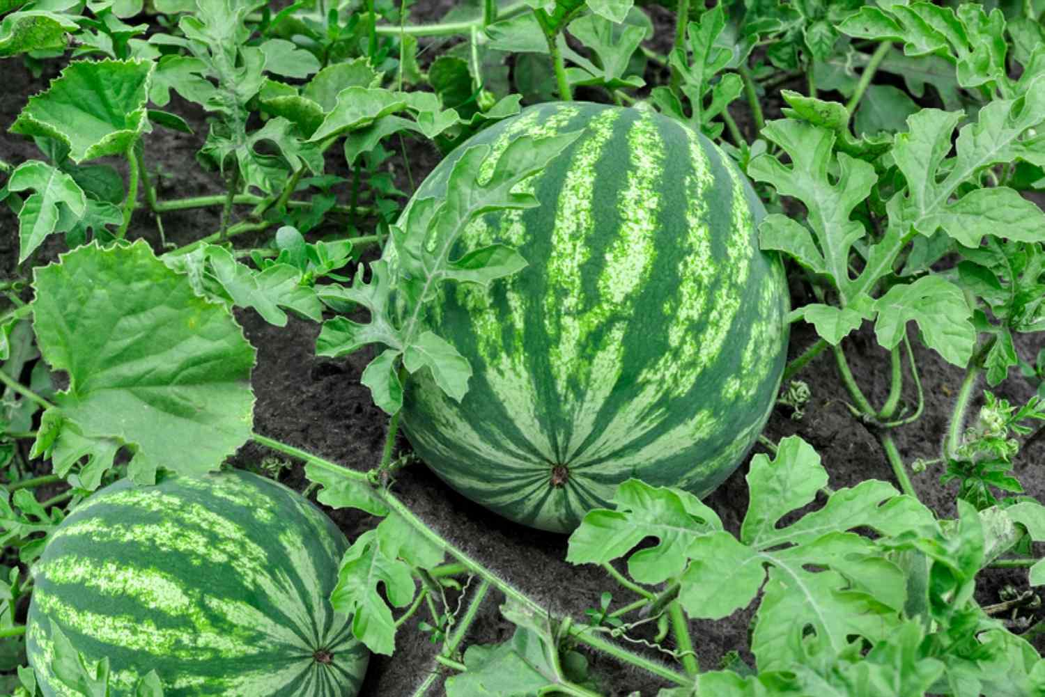 https://tradewindsblobproduction.blob.core.windows.net/tradewinds-static/product_image/1696332638-how-to-grow-watermelons-1403491-hero-2d1ce0752fed4ed599db3ba3b231f8b7.jpg