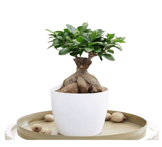 Bonsai Live Plant