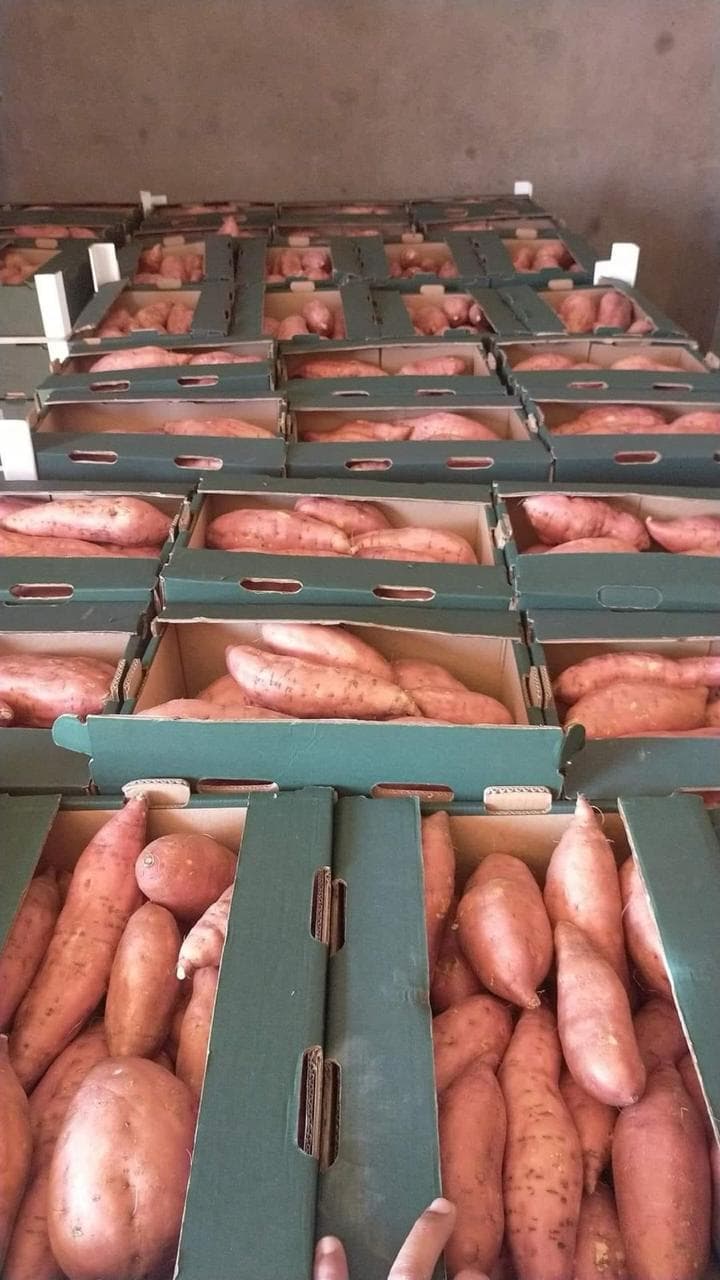 Batata
