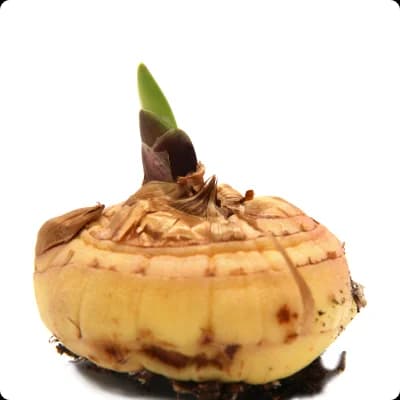 উদ্ভিদ বীজ এবং বাল্ব